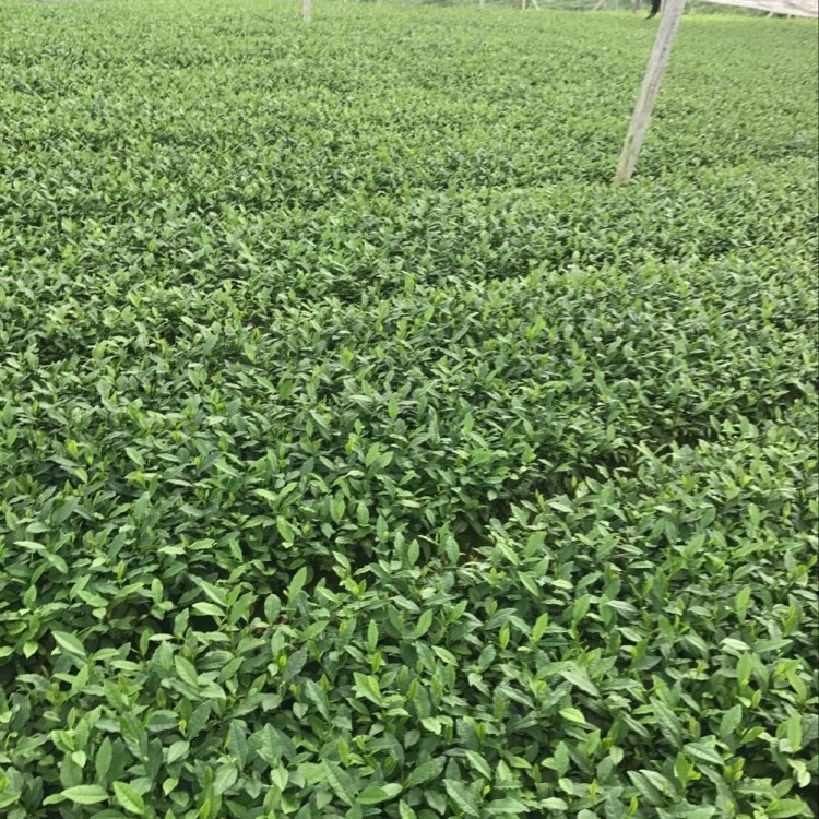 龍井43茶苗 種植基地品種齊全 云南大葉茶樹苗  優(yōu)質(zhì)茶樹苗批發(fā)價(jià)