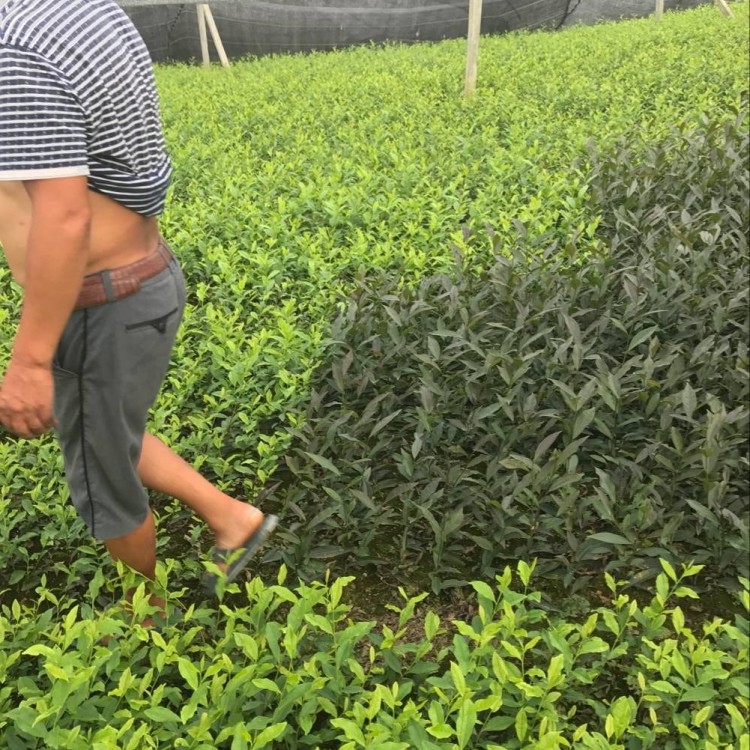 奶白茶苗 廠家價格優(yōu)惠 云南大葉茶樹苗  優(yōu)質(zhì)茶葉樹苗批發(fā)