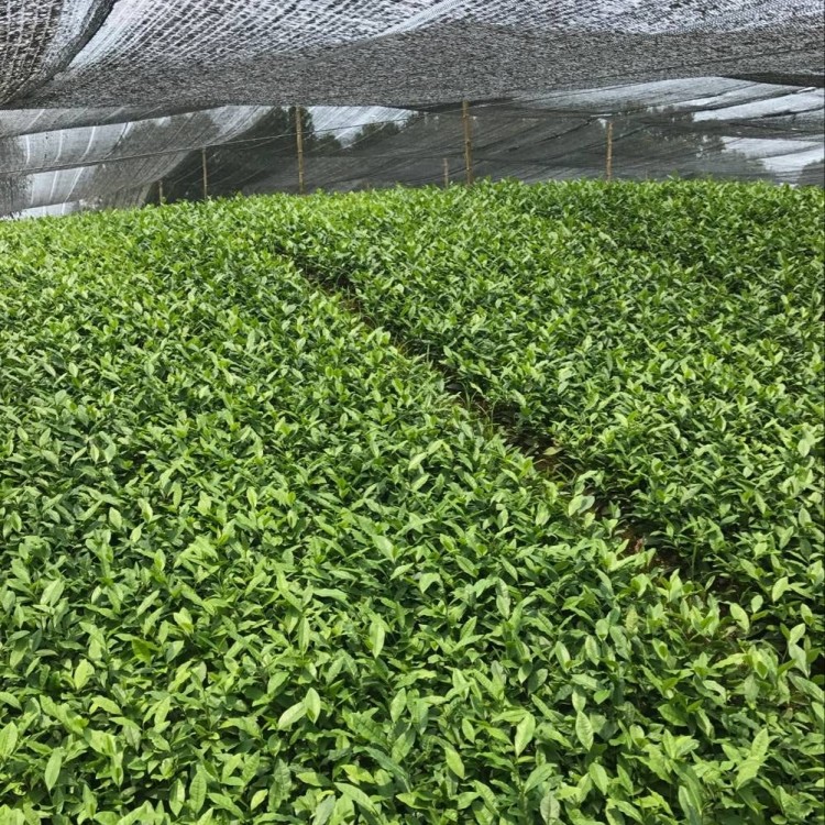 梅占茶苗 廠家價格優(yōu)惠 云南大葉茶樹苗  種植基地品種齊全