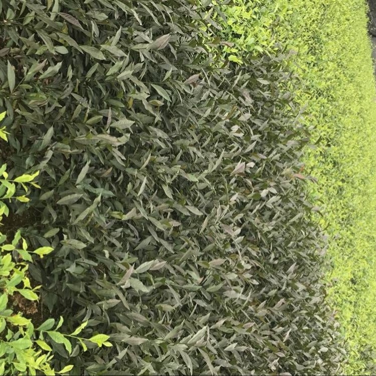 福鼎大白茶苗 基地直銷(xiāo) 福選9號(hào)茶苗  價(jià)格