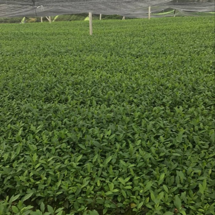名選131茶苗 優(yōu)質(zhì)茶葉樹苗批發(fā) 蒙山9號茶苗  種植基地品種齊全