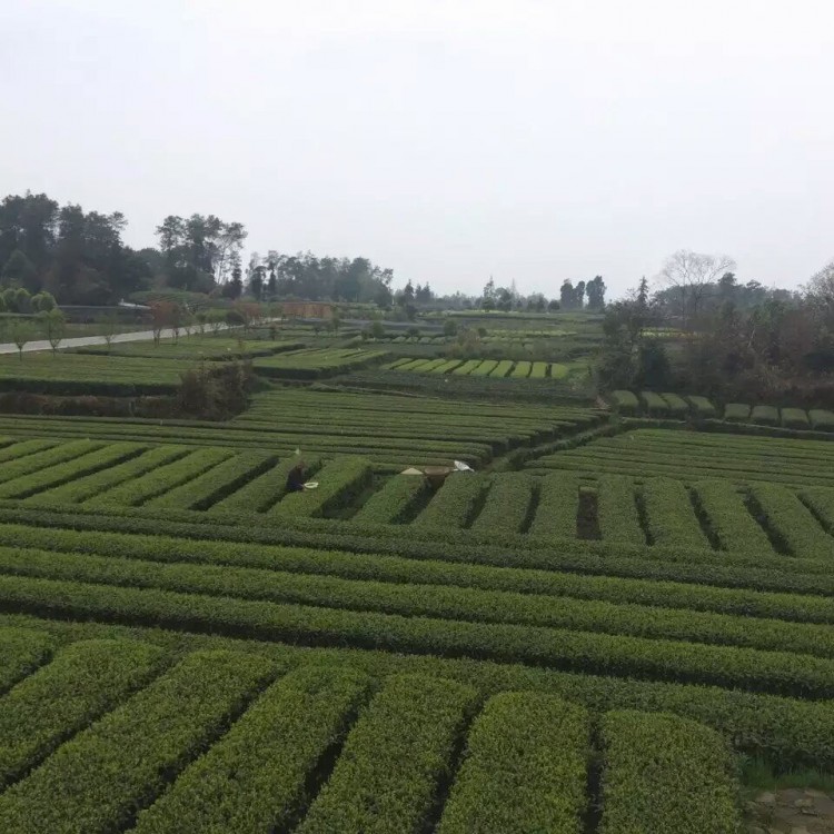 老鷹茶苗 批發(fā)價(jià)格 云南大葉茶樹(shù)苗  批發(fā)價(jià)格