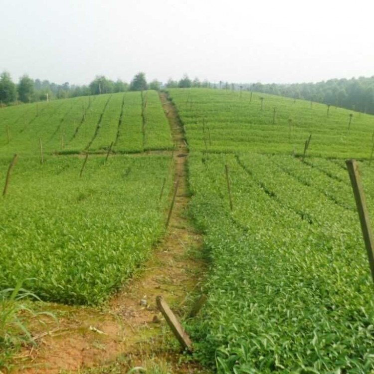 奶白茶苗 優(yōu)質(zhì)茶葉樹苗批發(fā) 中茶108茶苗  廠家價(jià)格優(yōu)惠