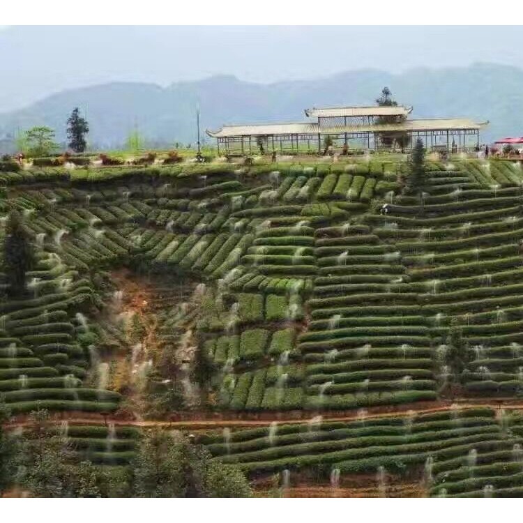 龍井43茶苗 種植基地品種齊全 五年生茶樹(shù)苗  種植基地品種齊全