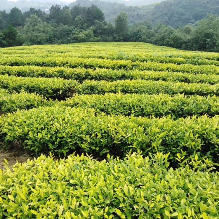 福選9號(hào)茶苗 批發(fā)價(jià)格優(yōu)惠 名選131茶苗  廠家價(jià)格優(yōu)惠