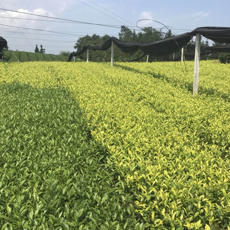 云南大葉茶樹苗 優(yōu)質(zhì)茶樹苗批發(fā)價(jià) 名選131茶苗  批發(fā)基地