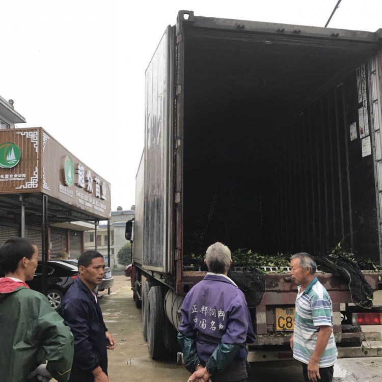龍井43茶苗 種植基地品種齊全 五年生茶樹(shù)苗  種植基地品種齊全