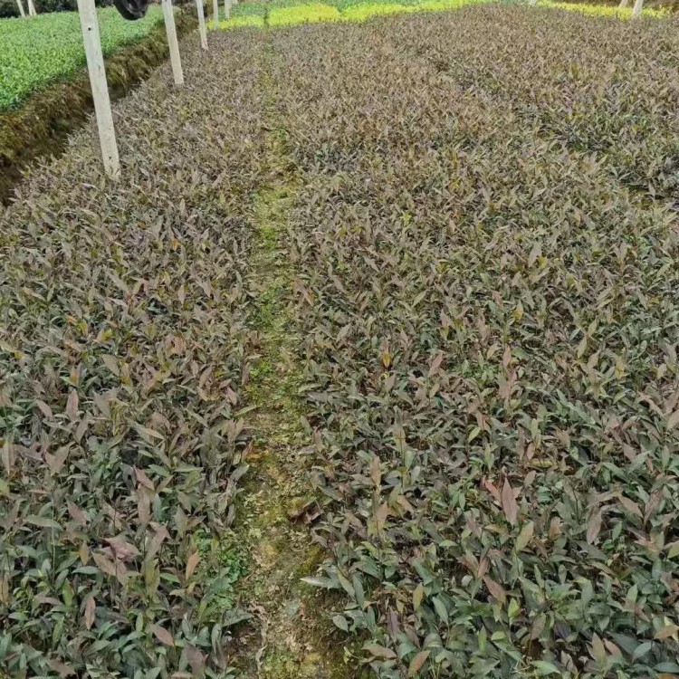 蒙山9號(hào)茶苗 廠家價(jià)格優(yōu)惠 奶白茶苗  廠家價(jià)格優(yōu)惠
