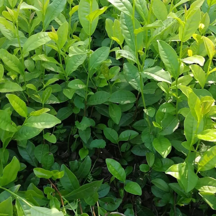 梅占茶苗 批發(fā)價格優(yōu)惠 梅占茶苗  優(yōu)質(zhì)茶樹苗批發(fā)價
