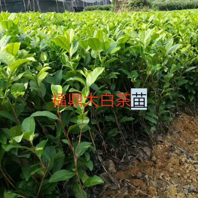 福選9號(hào)茶苗 批發(fā)價(jià)格優(yōu)惠 名選131茶苗  廠家價(jià)格優(yōu)惠