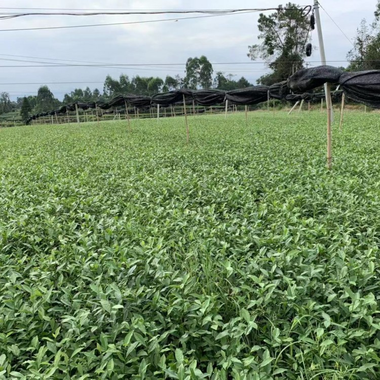 無(wú)水茶苗 貨源地進(jìn)貨渠道 黃金芽茶苗  基地直銷(xiāo)