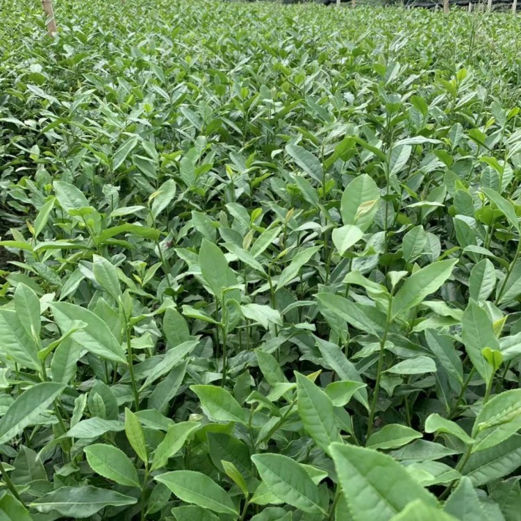 黃金芽茶苗 價(jià)格 紫鵑茶苗  廠家價(jià)格優(yōu)惠