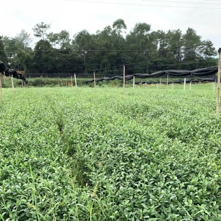 黃金芽茶苗 批發(fā)價(jià)格 龍井43茶苗  批發(fā)價(jià)格