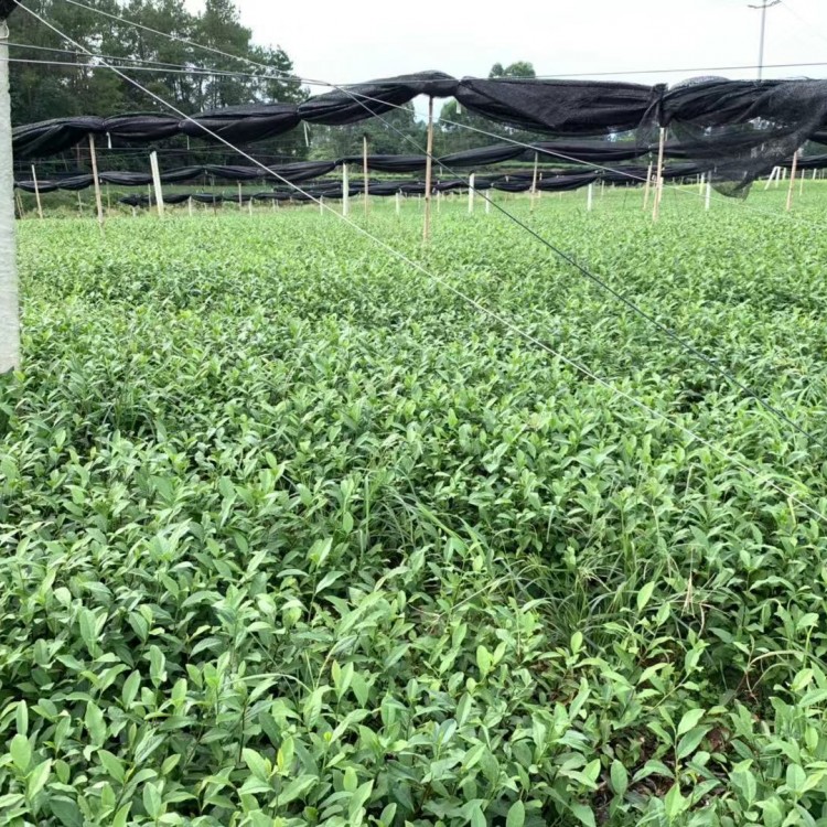 無水茶苗 廠家直銷 五年生茶樹苗  基地直銷