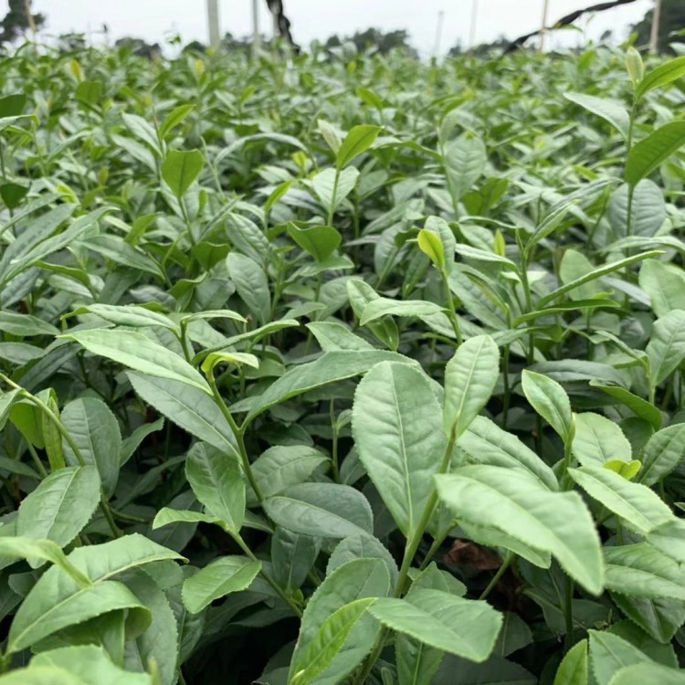 名選131茶苗 批發(fā)價(jià)格 無水茶苗  優(yōu)質(zhì)茶樹苗批發(fā)價(jià)