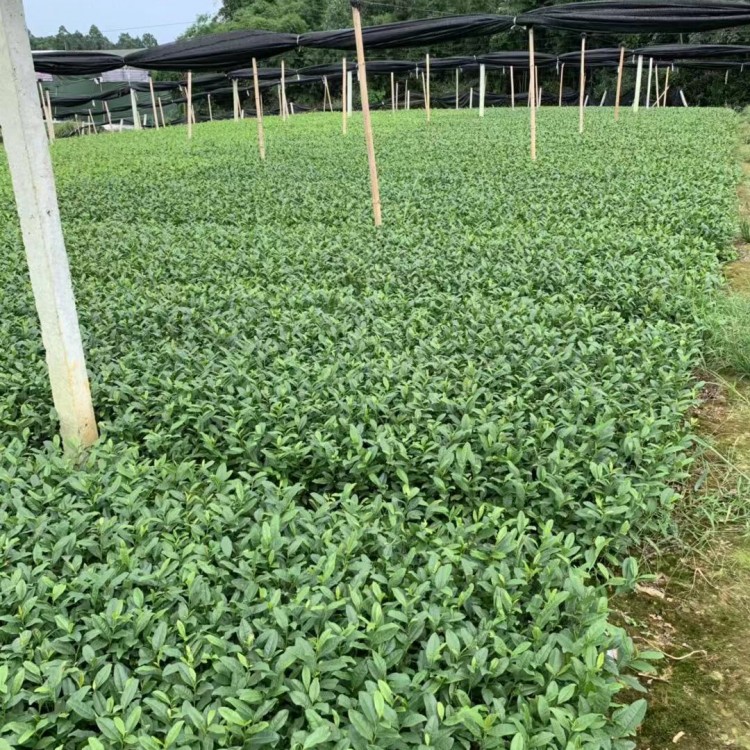 龍井43茶苗 批發(fā)基地 梅占茶苗  貨源地進貨渠道