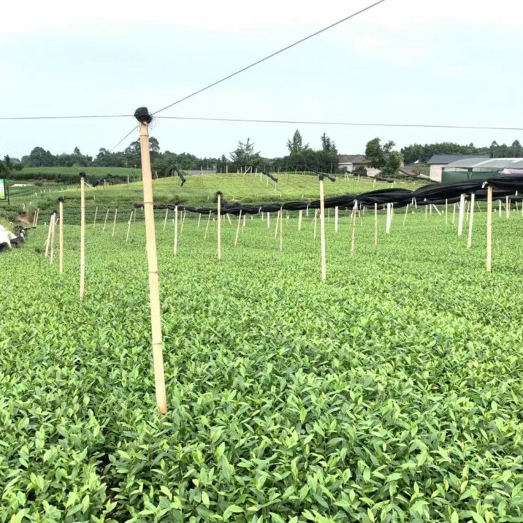 中茶108茶苗 廠家供應(yīng) 紫鵑茶苗  廠家供應(yīng)