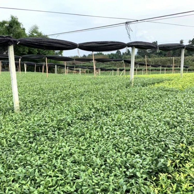 黃金芽茶苗 價(jià)格 紫鵑茶苗  廠家價(jià)格優(yōu)惠