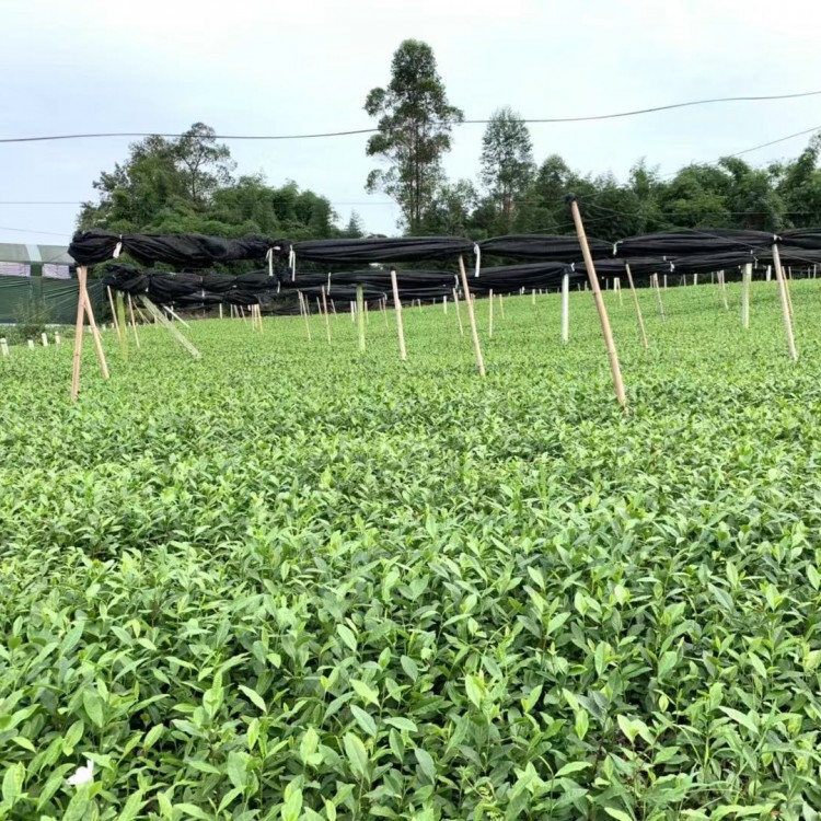 無水茶苗 批發(fā)價(jià)格 云南大葉茶樹苗  貨源地進(jìn)貨渠道
