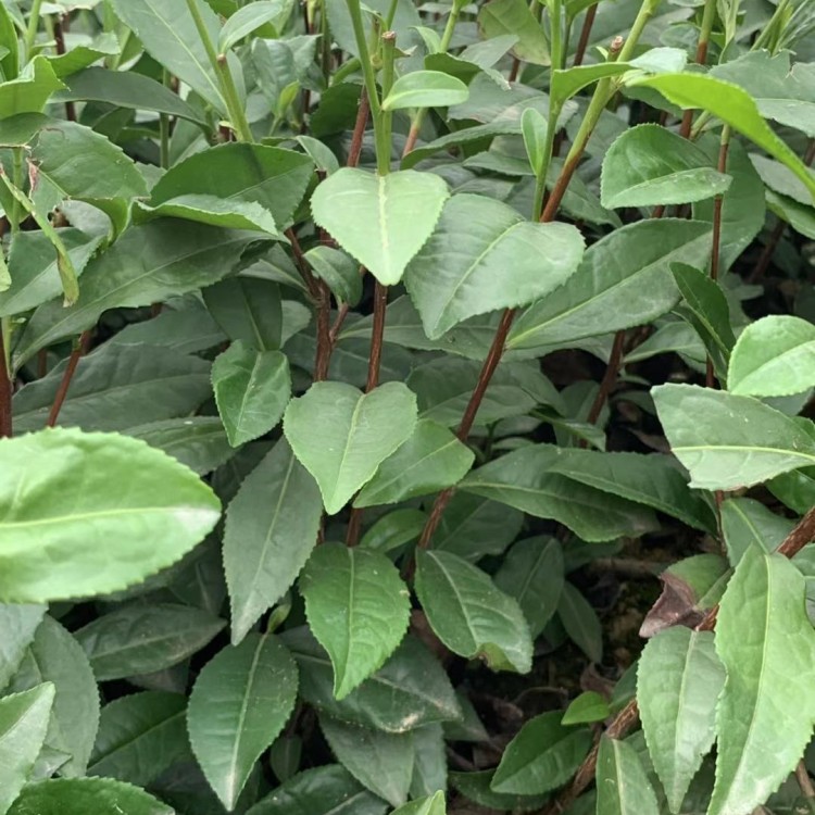 福選9號茶苗 種植基地品種齊全 奶白茶苗  批發(fā)基地