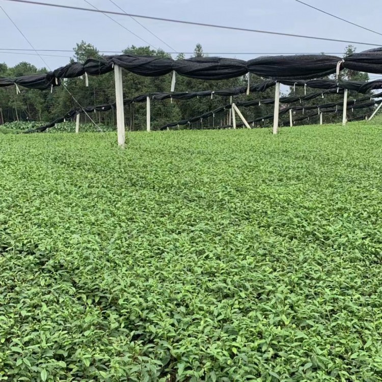 紫鵑茶苗 批發(fā)電話(huà) 無(wú)水茶苗  生產(chǎn)基地