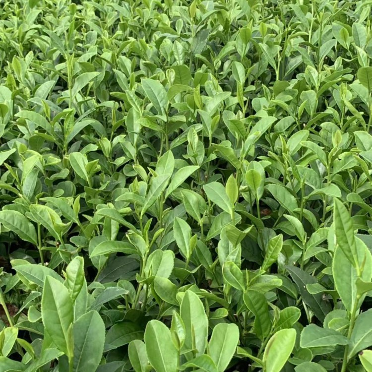 奶白茶苗 廠家價格優(yōu)惠 云南大葉茶樹苗  優(yōu)質(zhì)茶葉樹苗批發(fā)