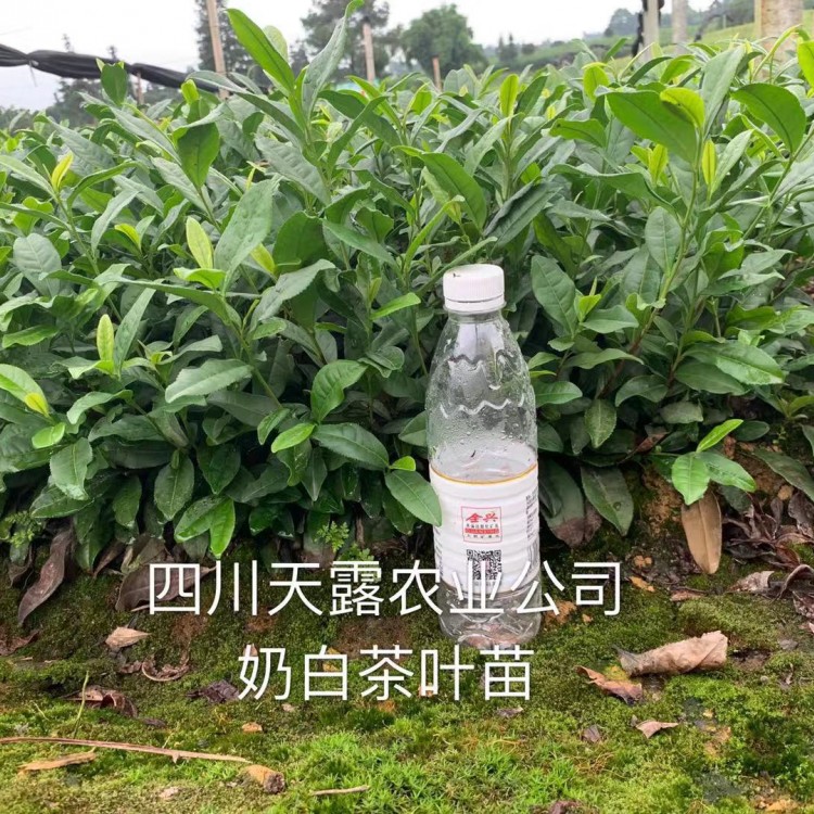 福鼎大白茶苗 基地直銷(xiāo) 福選9號(hào)茶苗  價(jià)格