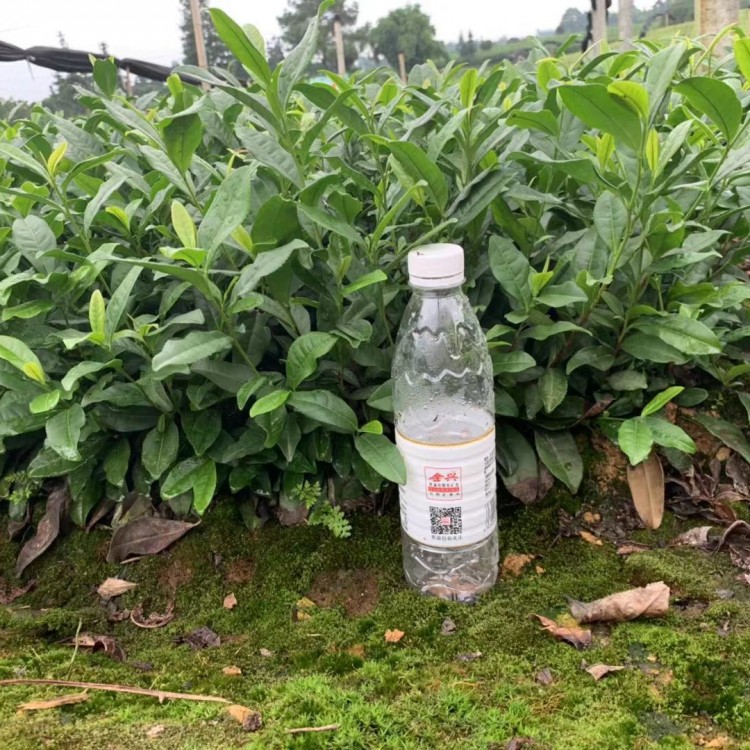 無水茶苗 批發(fā)價格 奶白茶苗  基地直銷