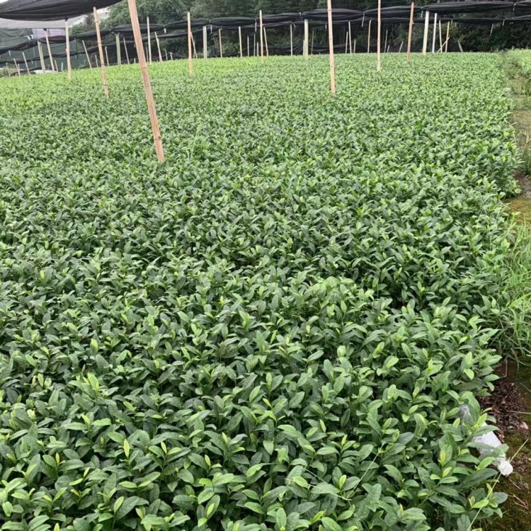 中茶108茶苗 生產(chǎn)基地 黃金芽茶苗  批發(fā)價格優(yōu)惠