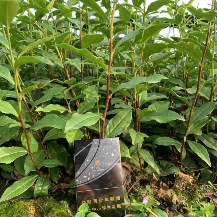 超眾苗木 精選紫鵑茶苗 優(yōu)質(zhì)福選9號(hào)茶苗 根系發(fā)達(dá)易培育