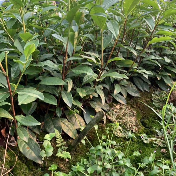 福鼎大白茶苗 種植基地品種齊全 梅占茶苗  價格
