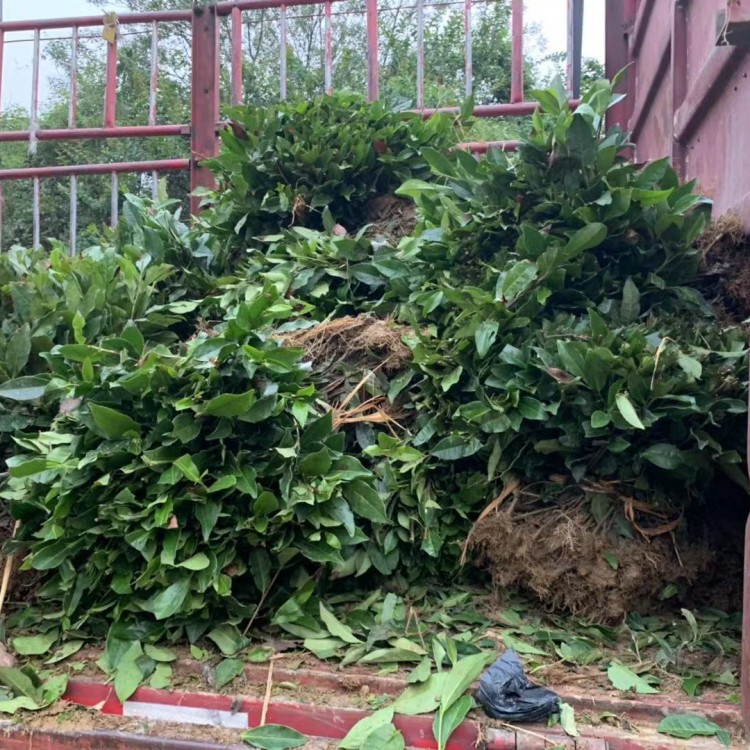 云南大葉茶樹苗 優(yōu)質(zhì)茶樹苗批發(fā)價(jià) 名選131茶苗  批發(fā)基地