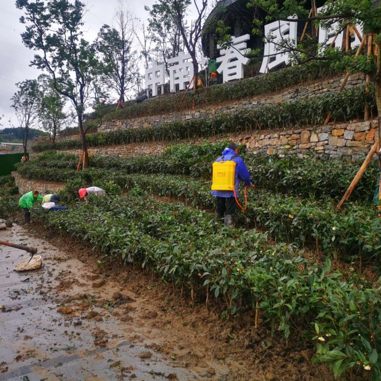 無(wú)水茶苗 貨源地進(jìn)貨渠道 黃金芽茶苗  基地直銷(xiāo)