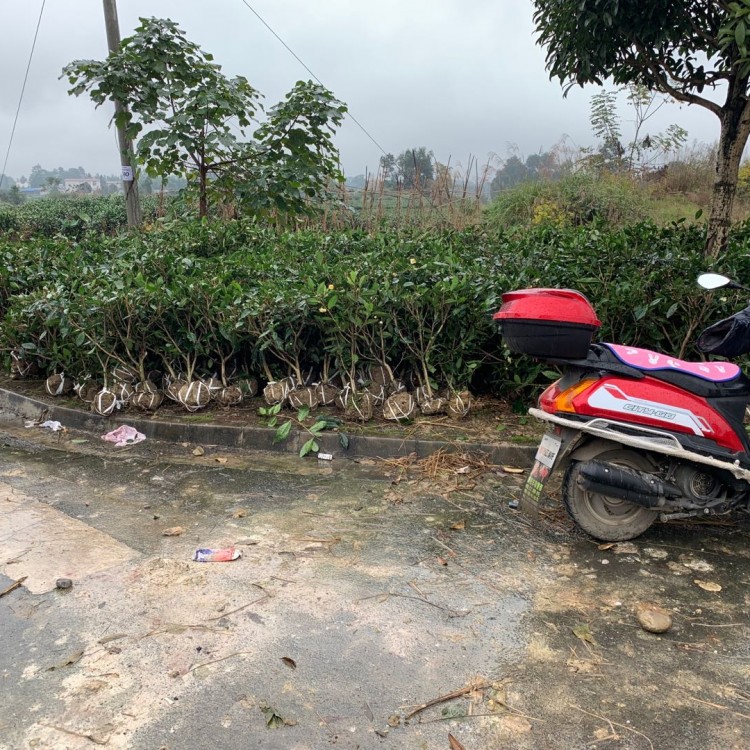 云南大葉茶樹苗 優(yōu)質茶葉樹苗批發(fā) 黃金芽茶苗  廠家供應
