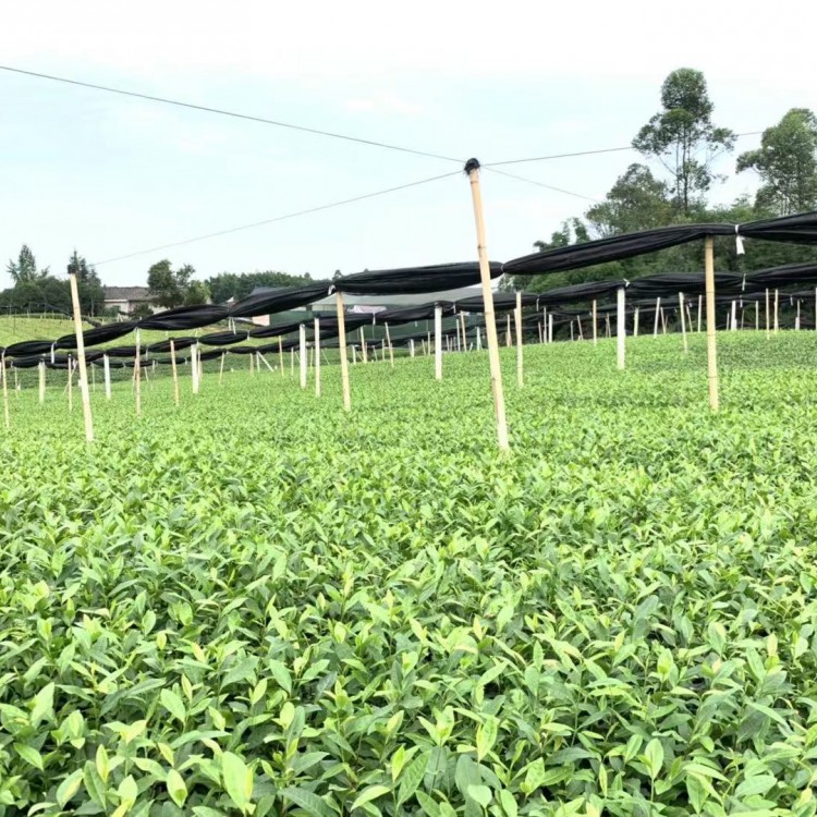 云南大葉茶樹苗 廠家供應 老鷹茶苗  批發(fā)電話