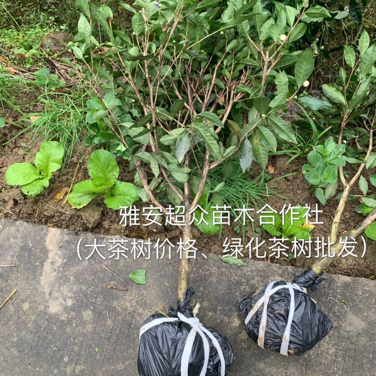 福選9號茶苗 生產(chǎn)基地 中茶108茶苗  優(yōu)質(zhì)茶葉樹苗批發(fā)
