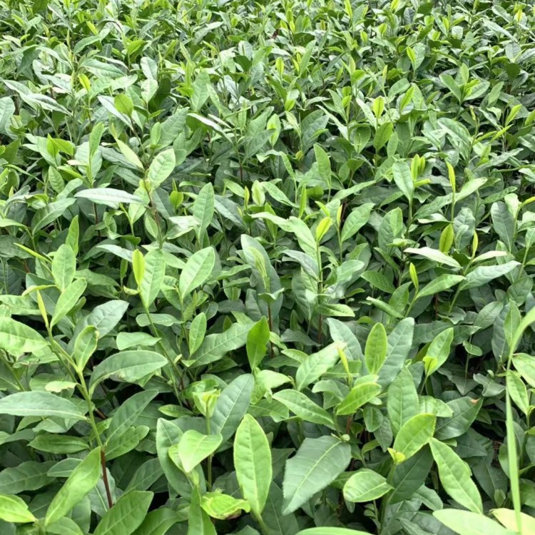 云南大葉茶樹苗 批發(fā)基地 無水茶苗  廠家供應(yīng)