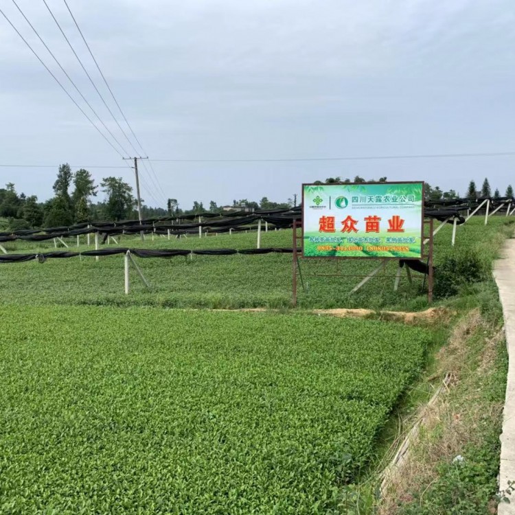 五年生茶樹苗 廠家價(jià)格優(yōu)惠 紫鵑茶苗  優(yōu)質(zhì)茶樹苗批發(fā)價(jià)