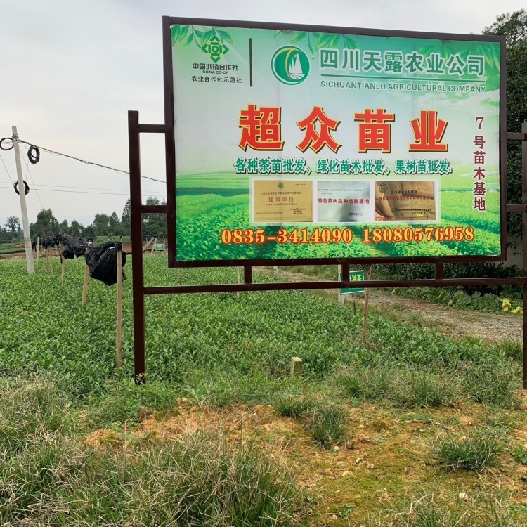 蒙山9號茶苗 廠家直銷 中茶108茶苗  價(jià)格