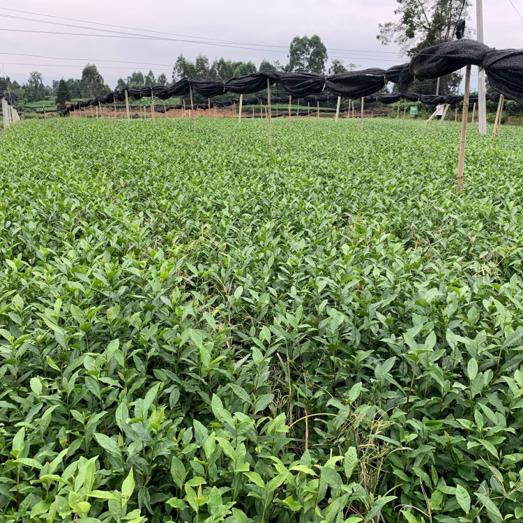 龍井43茶苗 種植基地品種齊全 云南大葉茶樹(shù)苗  優(yōu)質(zhì)茶樹(shù)苗批發(fā)價(jià)
