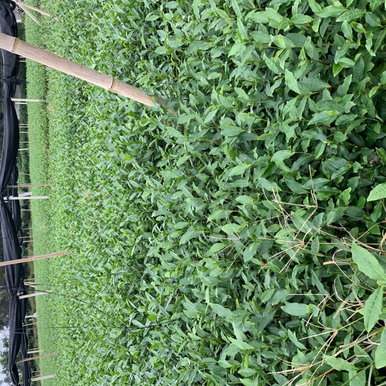 老鷹茶苗 貨源地進(jìn)貨渠道 中茶108茶苗  批發(fā)價格優(yōu)惠