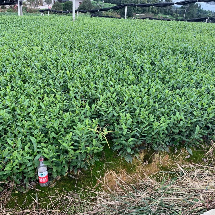 老鷹茶苗 優(yōu)質(zhì)茶樹苗批發(fā)價 龍井43茶苗  優(yōu)質(zhì)茶樹苗批發(fā)價
