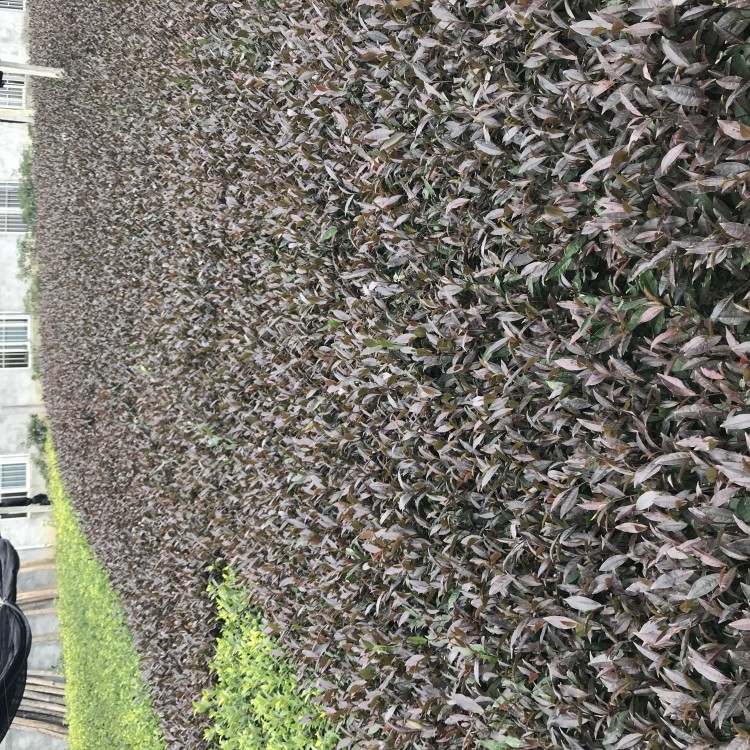 福鼎大白茶苗 廠家供應(yīng) 紫鵑茶苗  基地直銷