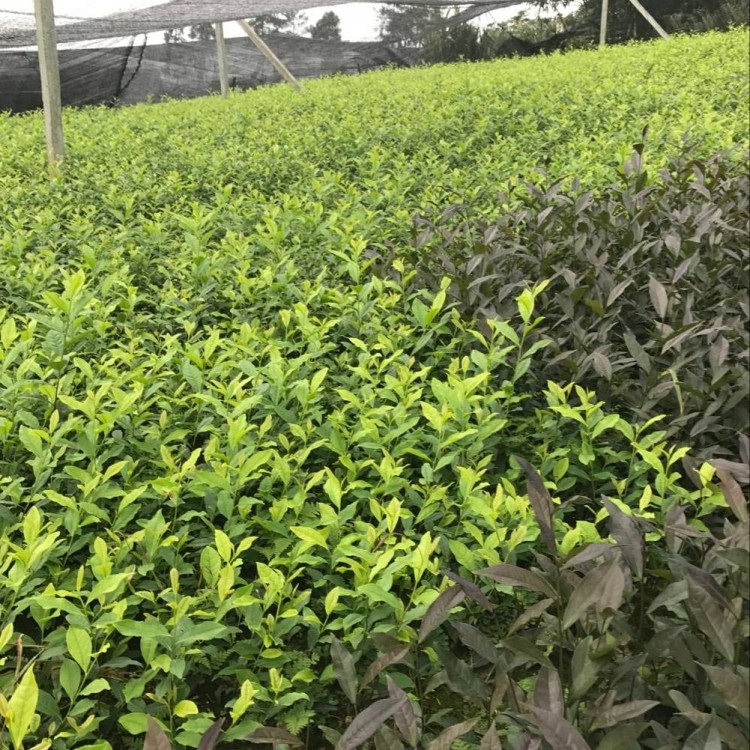 黃金芽茶苗 優(yōu)質茶樹苗批發(fā)價 福選9號茶苗  優(yōu)質茶樹苗批發(fā)價
