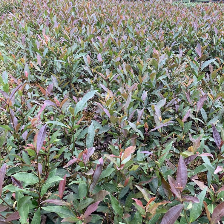 黃金芽茶苗 優(yōu)質茶樹苗批發(fā)價 福選9號茶苗  優(yōu)質茶樹苗批發(fā)價