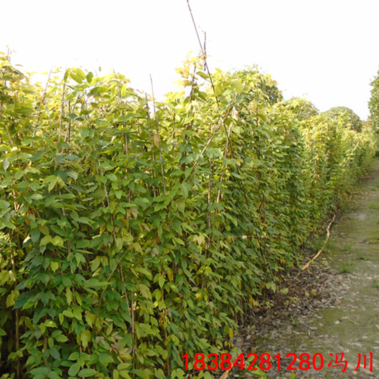 DSC09498_副本