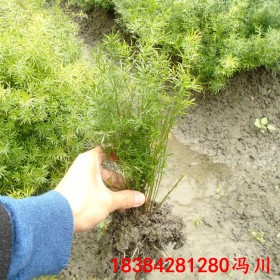 成都天門冬苗基地批發(fā)