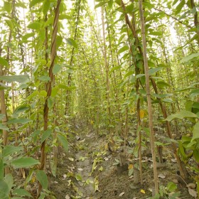 大量供應 單桿油麻藤3-4米 油麻藤基地批發(fā)