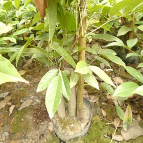 廣西雞血藤苗基地批發(fā) 血風藥用藤 正宗的雞血藤
