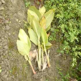 成都花葉美人蕉苗基地批發(fā) 重慶花葉美人蕉大量供應